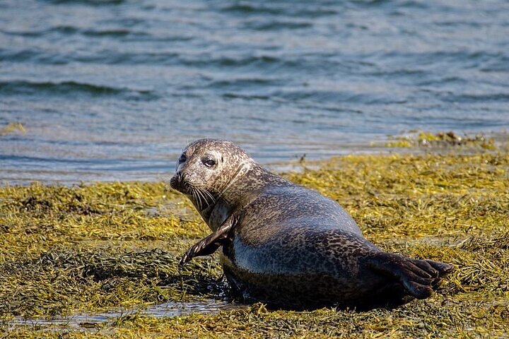 Fort William Seal Island Cruise