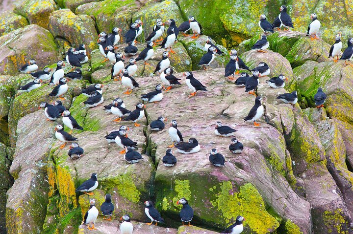 Late Season Puffin & Scenic Coastal Cruise