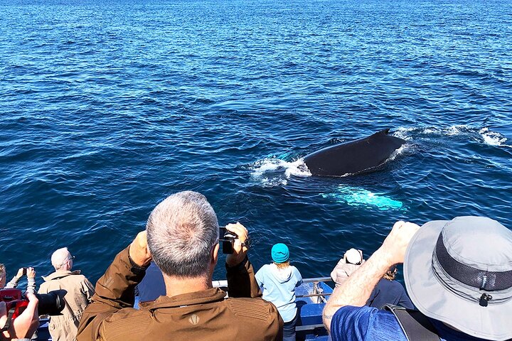 Late Season Puffin & Scenic Coastal Cruise
