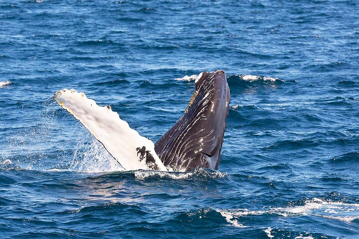 Late Season Puffin & Scenic Coastal Cruise