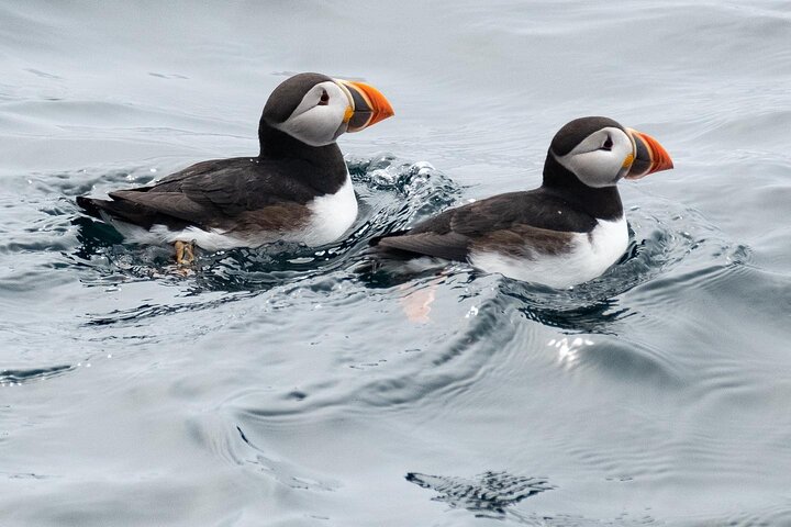 Late Season Puffin & Scenic Coastal Cruise