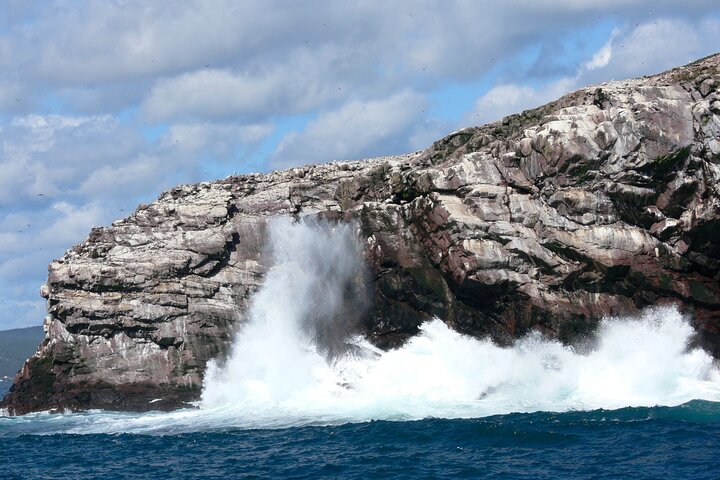 Late Season Puffin & Scenic Coastal Cruise
