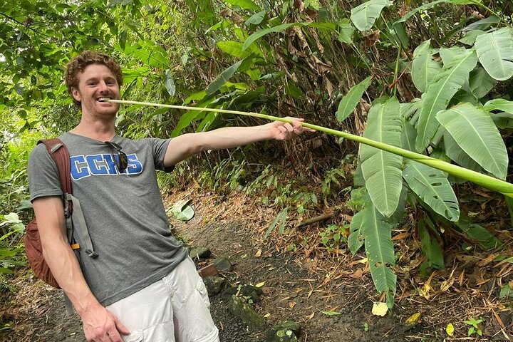 Rainforest Wildlife, Panama Hat makers, Traditional Cuisine. SHORE TOUR