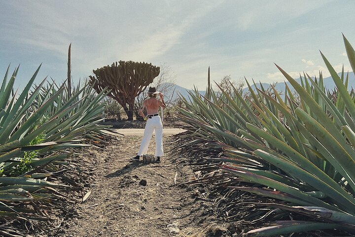 The Mezcal Journey