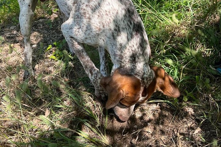 2 hours Private Activity - Truffle hunting in Assisi