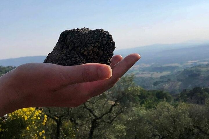 2 hours Private Activity - Truffle hunting in Assisi