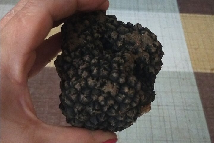 2 hours Private Activity - Truffle hunting in Assisi