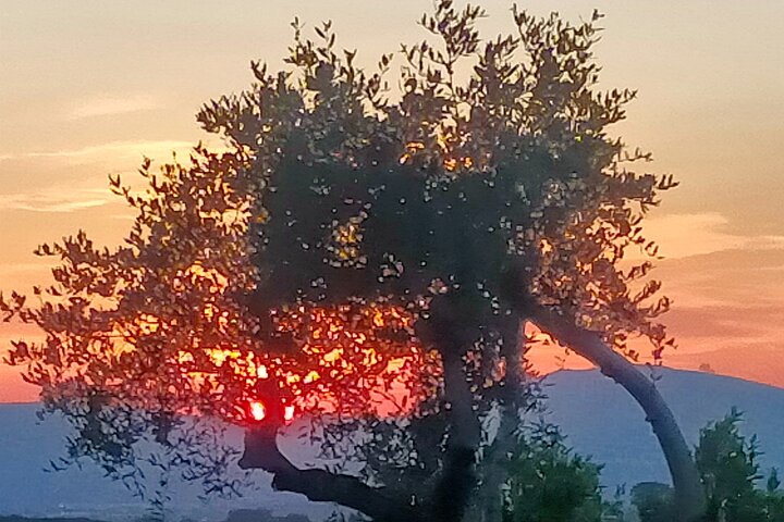 2 hours Private Activity - Truffle hunting in Assisi