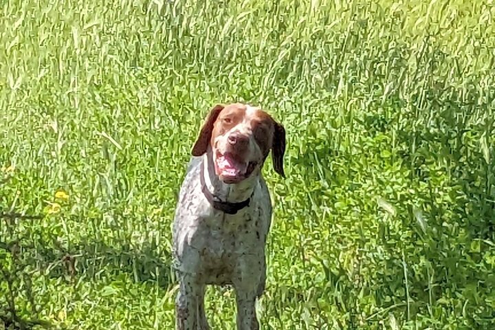 2 hours Private Activity - Truffle hunting in Assisi
