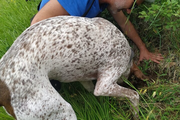 2 hours Private Activity - Truffle hunting in Assisi