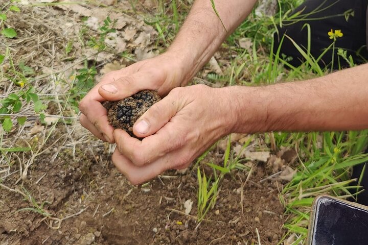 2 hours Private Activity - Truffle hunting in Assisi