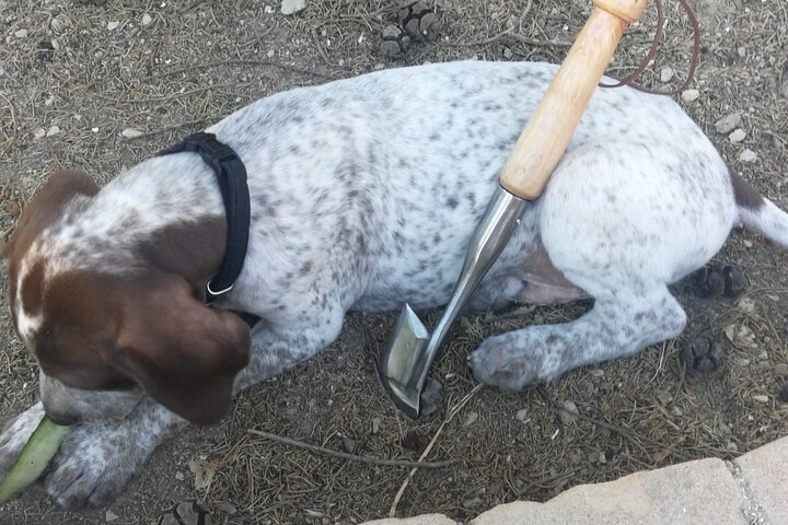 2 hours Private Activity - Truffle hunting in Assisi