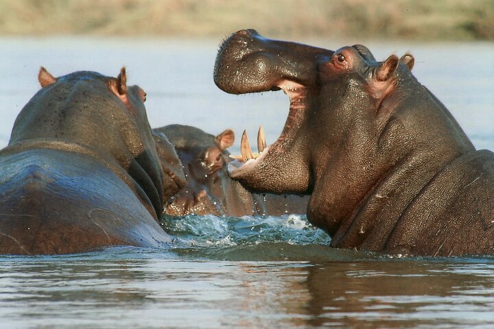 Amazing Safari at Game Reserve in Cape Town - see the Big5