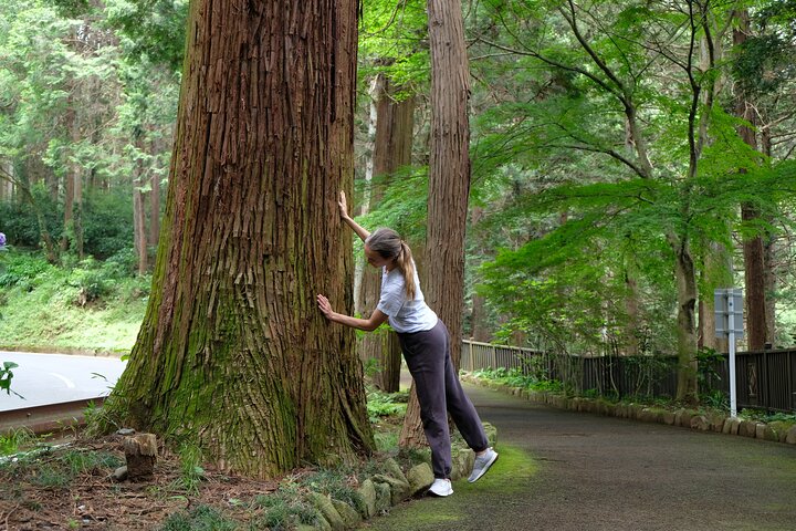 Forest Bathing in Temple and Enjoy onsen with healing power