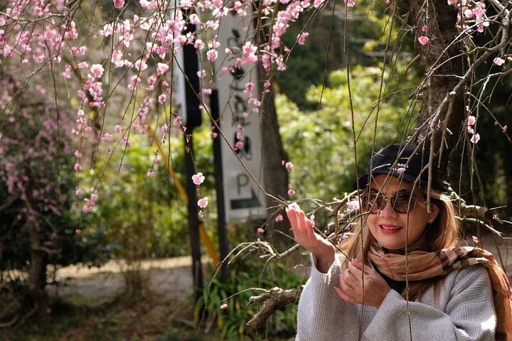 Forest Bathing in Temple and Enjoy onsen with healing power