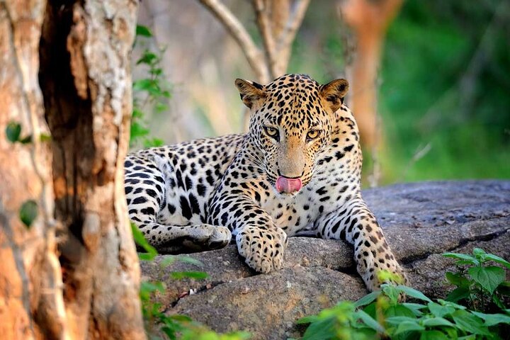 Wilpattu National Park 4-Hours Safari | with Naturalist