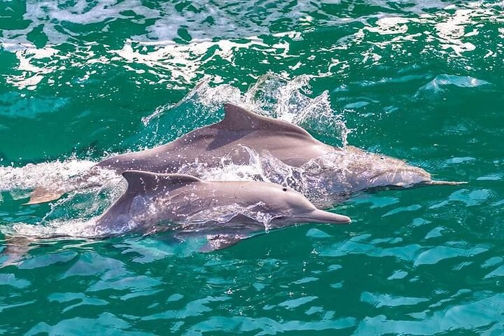 Khasab Musandam Full Day dhow cruise with lunch and Snorkeling