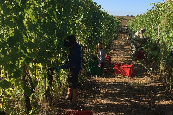 Lucca - Wine tasting at Tenuta Mareli