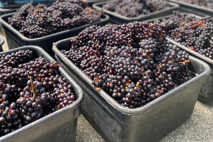 Sip & Savour through Waiheke Island (11 guests max)
