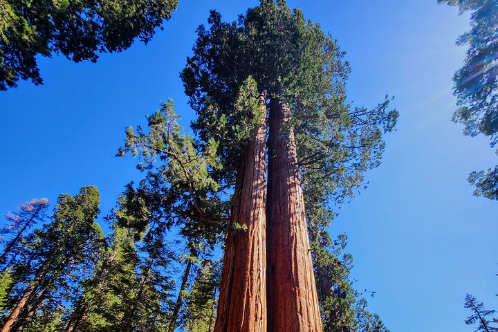 Giant Sequoia Private Tour