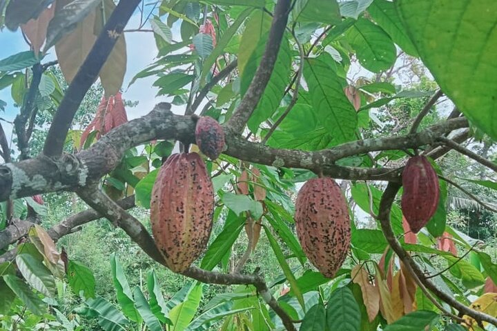 Bohol Chocolate Farm with Chocolate Hills &Tarsiers