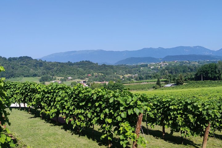 Tour and tasting in the hills of Prosecco Superiore DOCG