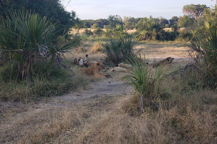 1 Night Exclusive Rustic Luxury Safari Camp Nyerere National Park
