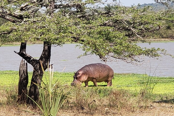 1 Night Exclusive Rustic Luxury Safari Camp Nyerere National Park