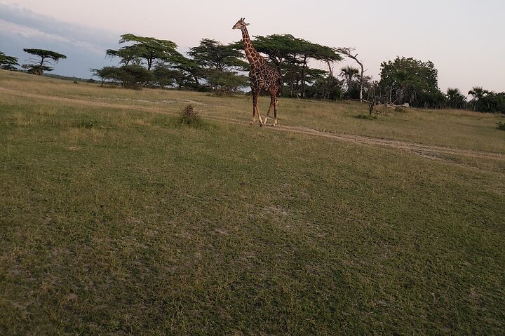 1 Night Exclusive Rustic Luxury Safari Camp Nyerere National Park