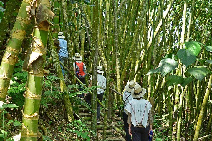 Coffee Farm and Santa Rosa Hot Springs Tour from Pereira or Armenia