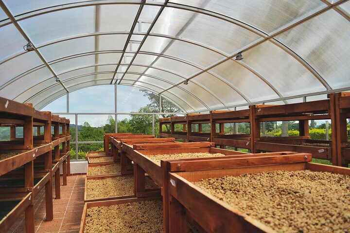 Coffee Farm and Santa Rosa Hot Springs Tour from Pereira or Armenia