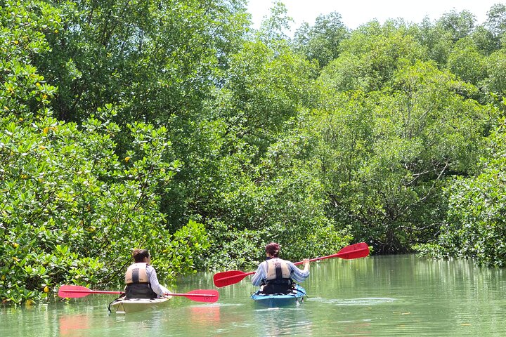Mangrove Forest Kayak Exploration