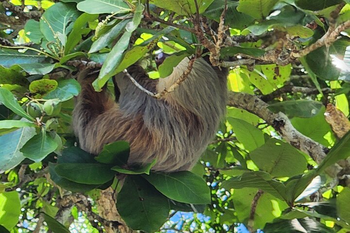 Mangrove Forest Kayak Exploration