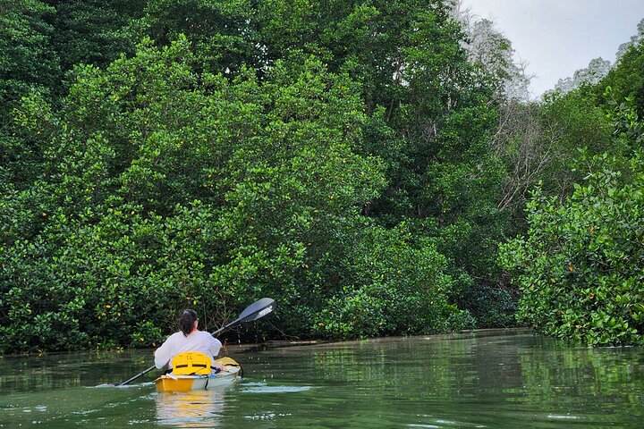 Mangrove Forest Kayak Exploration
