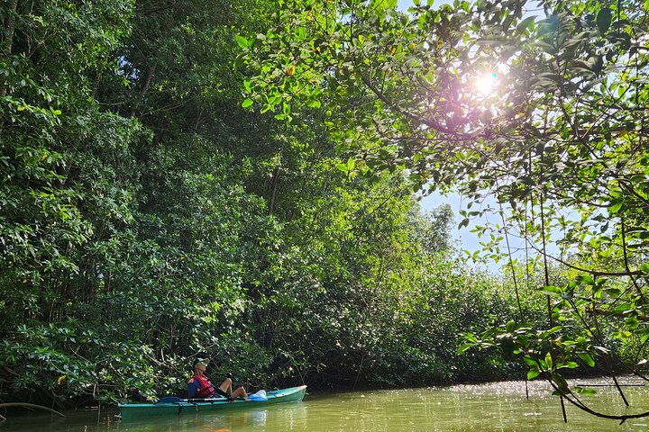 Mangrove Forest Kayak Exploration
