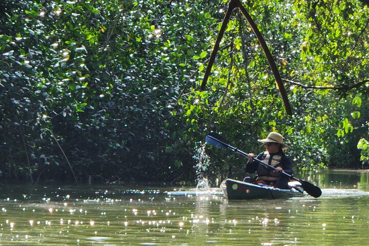 Mangrove Forest Kayak Exploration