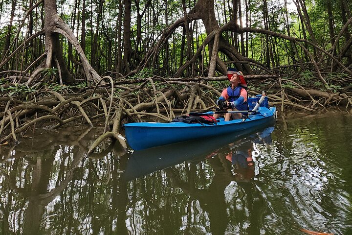 Mangrove Forest Kayak Exploration