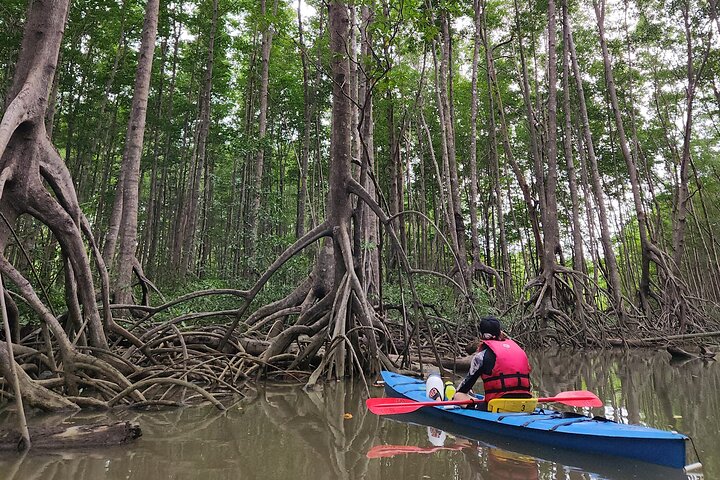 Mangrove Forest Kayak Exploration