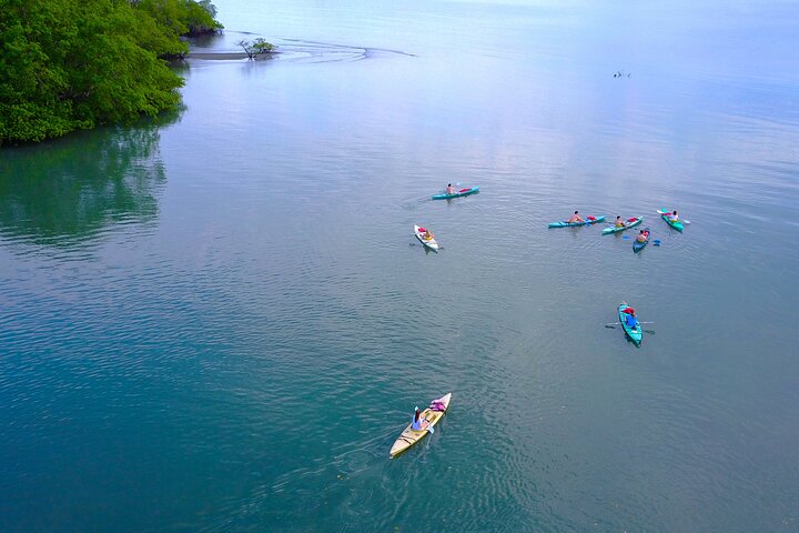 Mangrove Forest Kayak Exploration