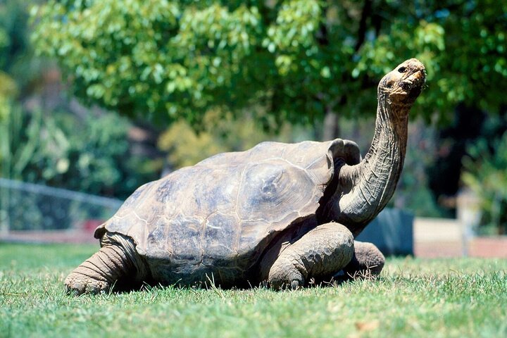 Wild South West Tour : SAFARI & TULAWAKA CASELA PARK & LE MORNE