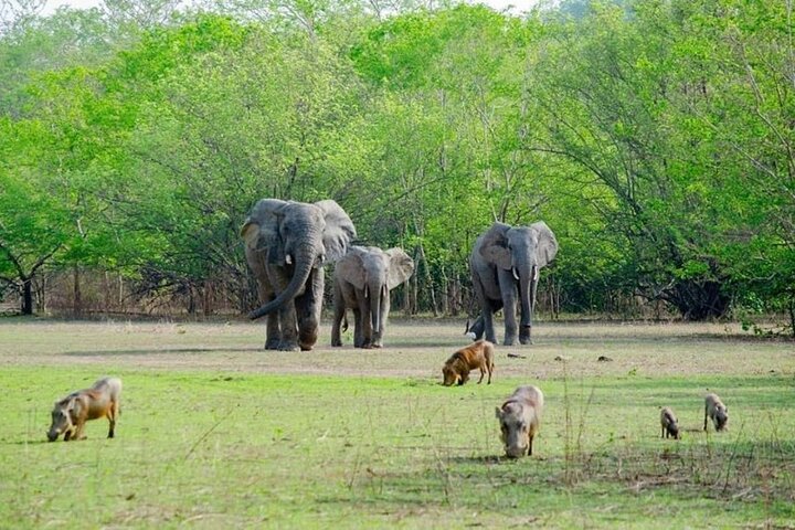 2 Days 1 Night Wildlife Safari at Mole Park (Round trip flights)