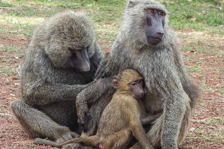 2 Days 1 Night Wildlife Safari at Mole Park (Round trip flights)