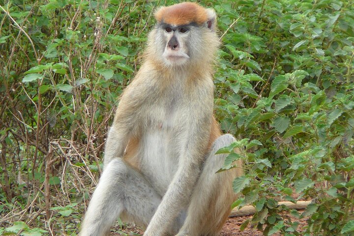 2 Days 1 Night Wildlife Safari at Mole Park (Round trip flights)