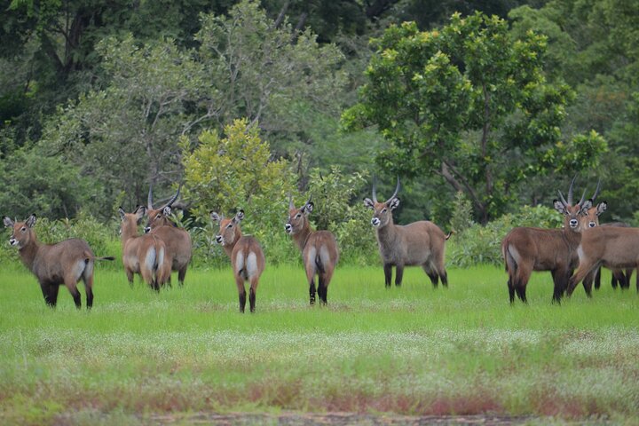 2 Days 1 Night Wildlife Safari at Mole Park (Round trip flights)
