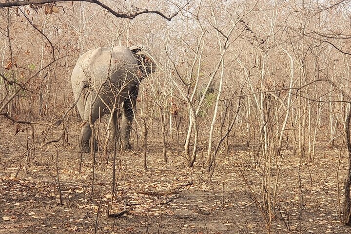2 Days 1 Night Wildlife Safari at Mole Park (Round trip flights)