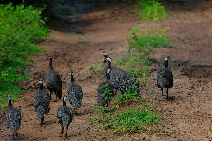 2 Days 1 Night Wildlife Safari at Mole Park (Round trip flights)