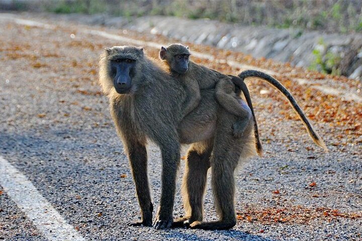 2 Days 1 Night Wildlife Safari at Mole Park (Round trip flights)