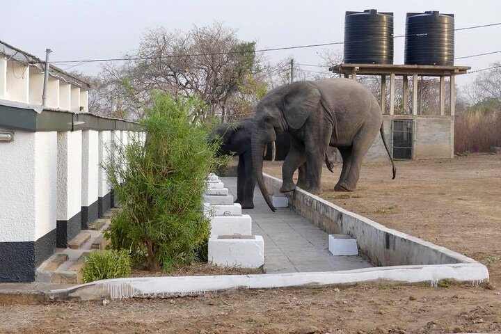 2 Days 1 Night Wildlife Safari at Mole Park (Round trip flights)