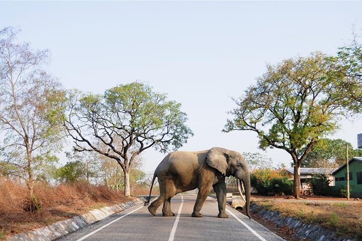 2 Days 1 Night Wildlife Safari at Mole Park (Round trip flights)