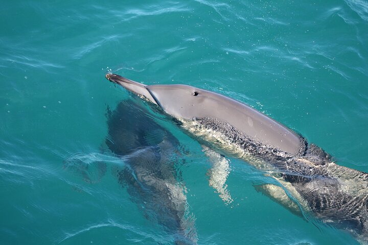 Kalbarri Whale Watching Tour